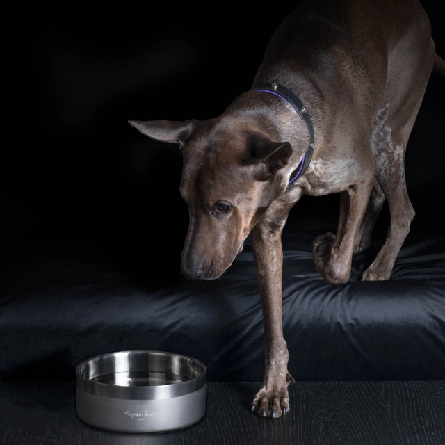 Buster + Punch dog bowl